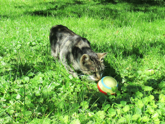 Eine junge, getigerte Katze untersucht einen kleinen, bunten Ball (Hundespielzeug) auf einer Grünfläche