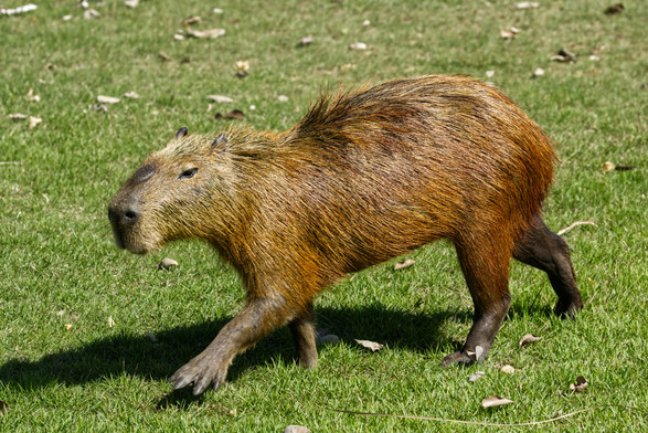 Ein Capybara läuft über eine Rasenfläche.