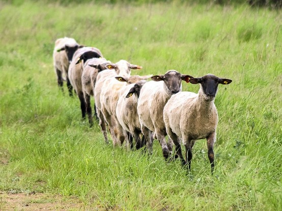 Acht frisch geschorene Schafe traben auf einer Weide exakt hintereinander in einer ordentlichen Reihe auf uns zu.