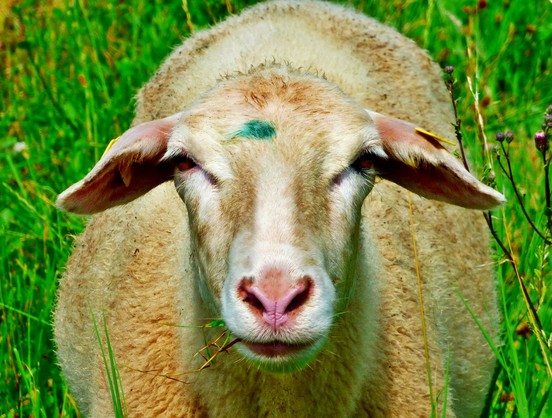 Ein Schaf von Vorne fotografiert,es blickt direkt in die Kamera,es hat einen blauen Fleck auf der Stirn,im Hintergrund Wiese.