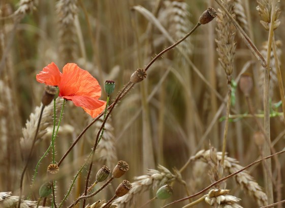 Eine einzelne rote Mohnblüte, in der Sonne leuchtend, zwischen reifen Weizenähren und Samenkapslen vom Mohn in unterschiedlichen Trocknungsgraden.