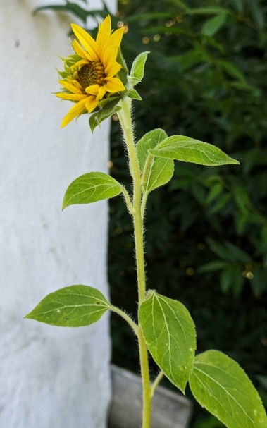 eine kleine Sonnenblume fängt an ihre Blüte zu öffnen 