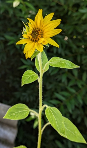 eine kleine Sonnenblume hat ihre Blüte halb geöffnet 