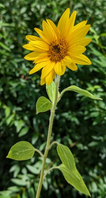 eine kleine Sonnenblume hat ihre Blüte ganz geöffnet 