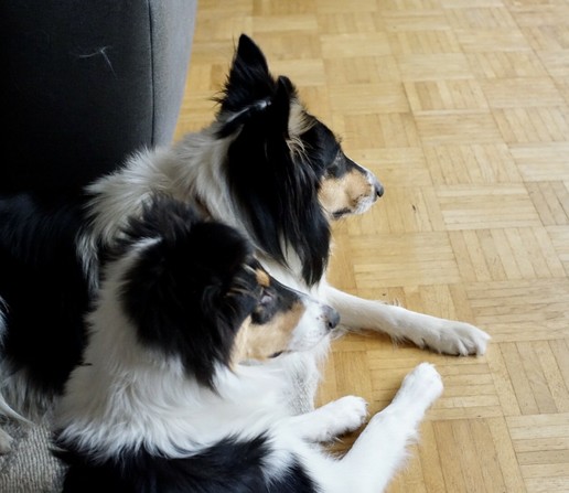 Zwei tricoulour Collies liegen auf dem Parkett und schauen interessiert aus dem Fenster.