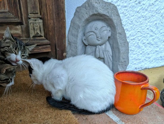 eine kleine fast ganz weiße Katze sitzt so, dass ihr Hintern an einem orangen Haferl anliegt und zwei andere Katzen schauen von links.nEin Jizo im Hintergrund 