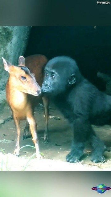 Braunes Huftier, eine ziemlich kleine Hirschart, und ein bis zwei schwarze Gorillakinder spielen im Gras