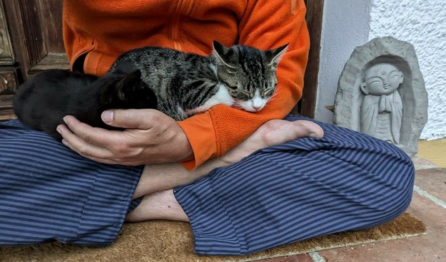 auf untergeschlagenen Beinen sitzen die getigertweiße Katzenmama und ein fast ganz schwarzes Kätzchen 