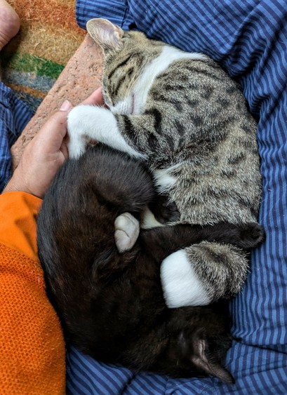 getigertweiße Katzenmama liegt auf der Seite und das kleine fast ganz schwarze Kätzchen in Gegenrichtung und kuscheln sich an sie umgebende Beine