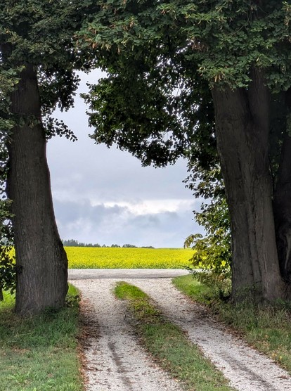 ein ungeteerter Weg führt zwischen zwei Linden durch. Dahinter leuchtet ein gelb blühendes Rapsfeld und dahinter graue Wolken 