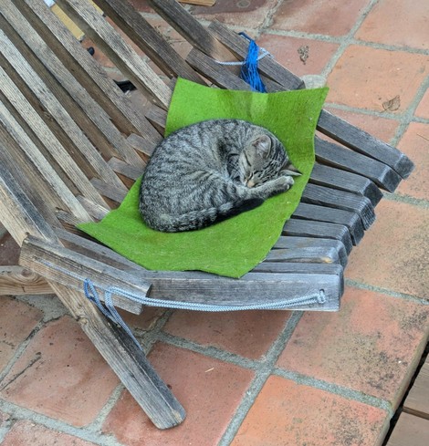 ein kleines graugetigertes Kätzchen liegt zusammen gerollt auf einer grünen Unterlage auf einem Stuhl aus Latten 