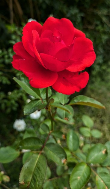 eine geöffnete Blüte einer roten Rose vor grünem Hintergrund 