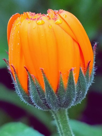 eine noch nicht geöffnete orange Blüte einer Ringelblume mit wenigen kleinen Tropfen drauf 