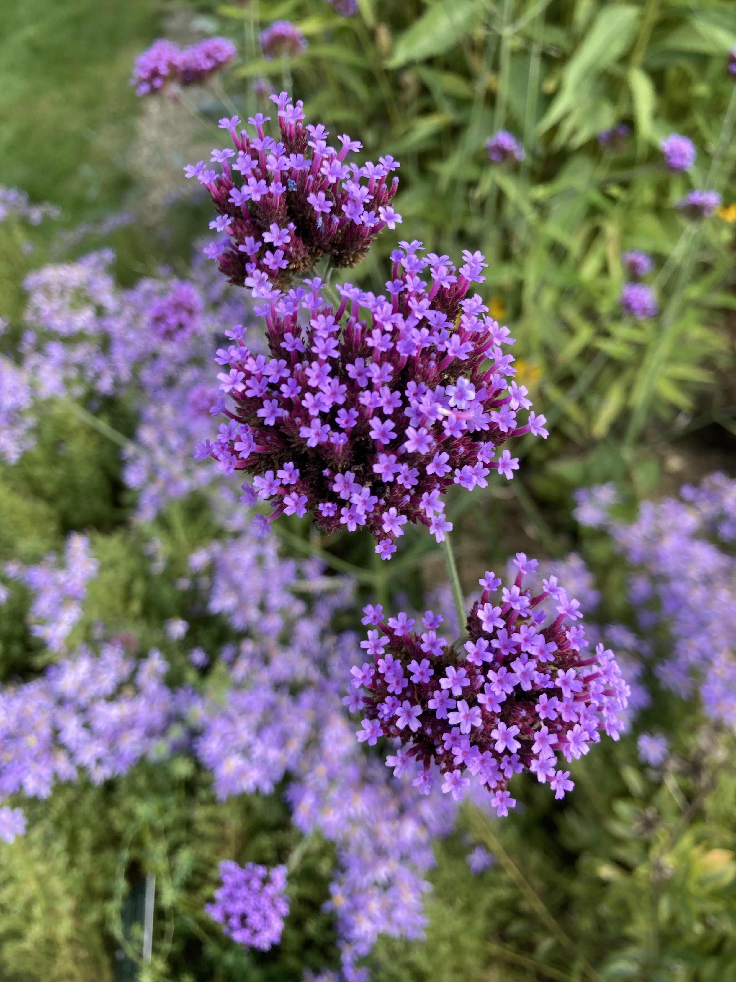 viele kleine lila Blüten, zu Dolden angeordnet, im Hintergrund unscharf mehr Blüten und Grünzeug