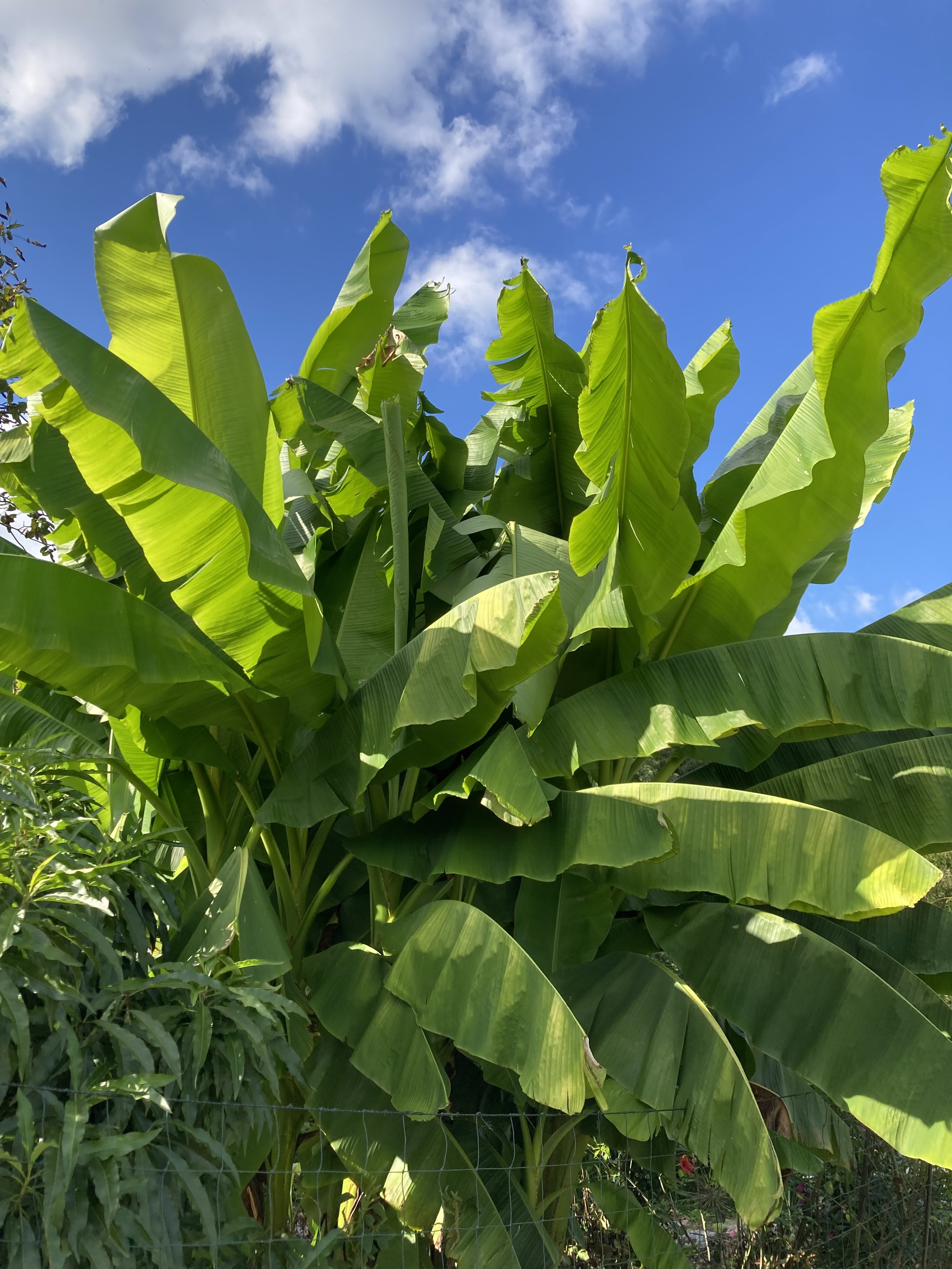 große Bananenstaude mit riesigen saftig-grünen Blättern vor blauem Himmel