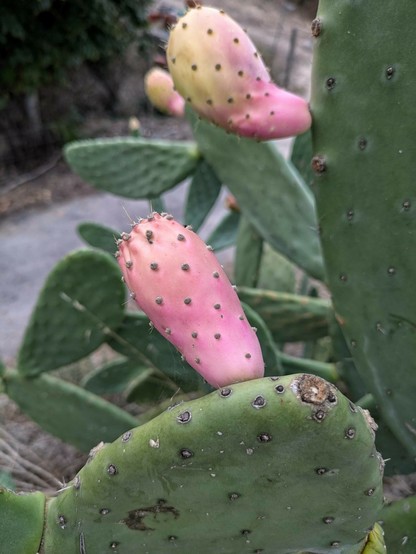 rosa Fruchtansätze von einem Kaktus mit flachen rundlichen Trieben 