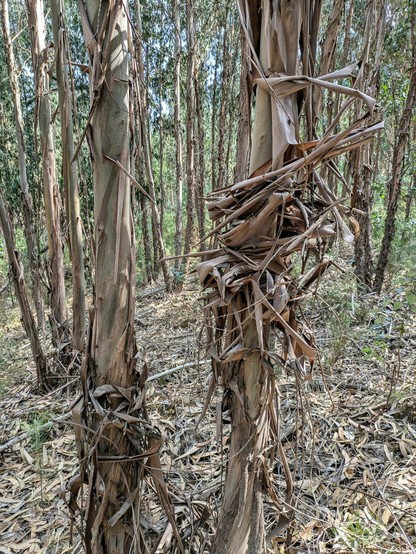 an einem Stamm eines Eucalyptusbaum hat sich viel abgestoßene Rinde gesammelt. Auf dem Boden liegen fast ausschließlich Eucalyptusblätter