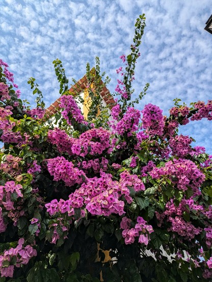 eine leuchtend lila strahlende Bougainvillea an einem Hauseck von unten fotografiert 