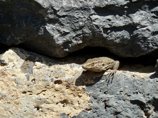 Eine Echse, die in einer Spalte zwischen zwei großen Felsen ruht, mit Sonnenlicht, die ihren Körper beleuchtet. Die umgebenden Felsen sind rau und strukturiert und in gleicher Farbgebung.