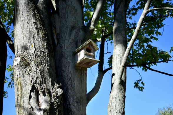 Das Foto zeigt einen Nistkasten, der an einem Baumstamm befestigt ist. Der Nistkasten ist aus Holz und hat ein Spitzdach. Er ist in Weiß und Rotbraun gestrichen und wirkt etwas verwittert. Das Einflugloch ist rund und befindet sich in der Mitte der Vorderseite. Das Foto wirkt ruhig und friedlich. Es vermittelt den Eindruck eines natürlichen Lebensraums für Vögel.