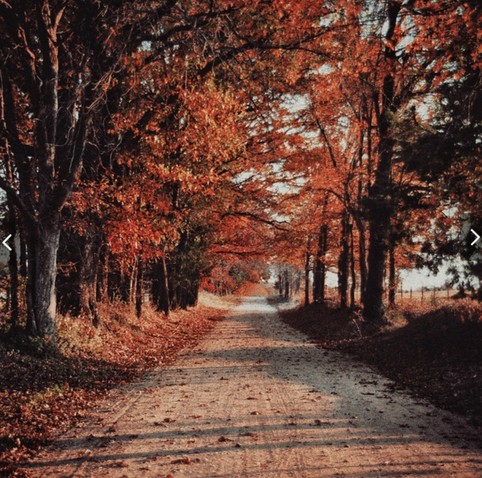 Das Bild zeigt eine unbefestigte Straße, die von Bäumen mit leuchtend orange-rotem Herbstlaub gesäumt ist. Die Straße führt geradeaus in die Ferne, wo sie am Horizont zwischen den Bäumen verschwindet. Der Boden der Straße ist mit einer Schicht von abgefallenen Blättern bedeckt, die in den gleichen warmen Farbtönen wie die Blätter an den Bäumen gehalten sind.