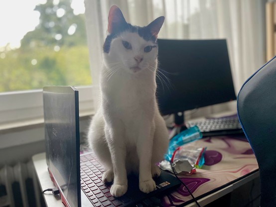 Foto: Der Nachbarskater Rio auf dem Gaming-Laptop meiner Buben.