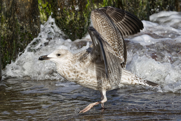 Eine jugendliche Silbermöwe (Larus argentatus) läuft durch das flache Wasser am Ufer der Ostsee und hat die Flügel angehoben, um vor der anrollenden Welle aufzufliegen. Im Hintergrund eine Buhnenreihe.
Der Vogel hat einen schwarzen Schnabel und dunkle Augen. Das Federkleid ist weiß-grau getupft. Die Beine sind rosa.