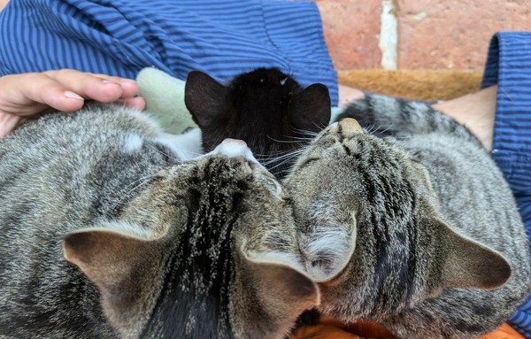 drei kleine Katzen sitzen auf untergeschlagenen Beinen und schauen nach vorne aus dem Foto raus