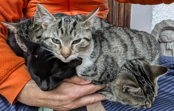 vier kleine Katzen liegen übereinander auf untergeschlagenen Beinen und haben z.T. die Augen geschlossen 