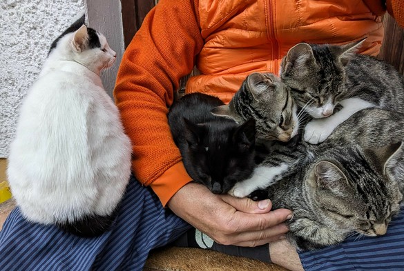 5 kleine Katzen sitzen auf untergeschlagenen Beinen 