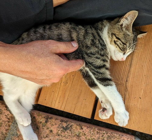 eine kleine grauweißgetigerte Katze liegt auf einer Holzterrasse. eine Hand streichelt sie 