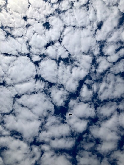 Blick senkrecht in den Himmel. Viele weiße Wolken bilden ein interessantes Muster vor sehr blauem Himmel. Zwischen den Wolken ist nur wenig blau zu sehen. Im unteren rechten Quadranten sieht man die Silhouette eines Greifvogels. 