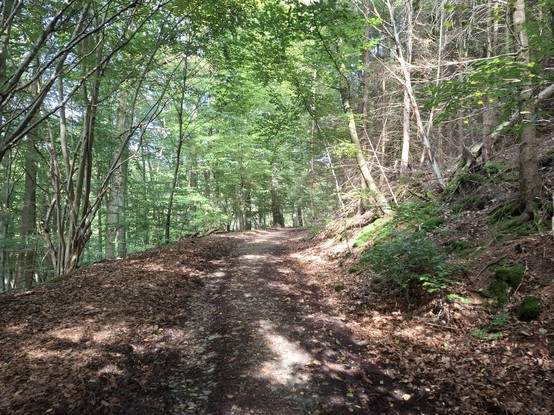 ein Waldweg umgeben von Bäumen an denen das letzte Grün des Jahres hängt, die Sonne bricht sich durch die Äste Bahn