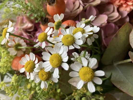 Blick in einen Blumenstrauß, im Vordergrund kleine Magarithen, dahinter rosa Hortensien, orangefarbene Knospen und diverses Grün.