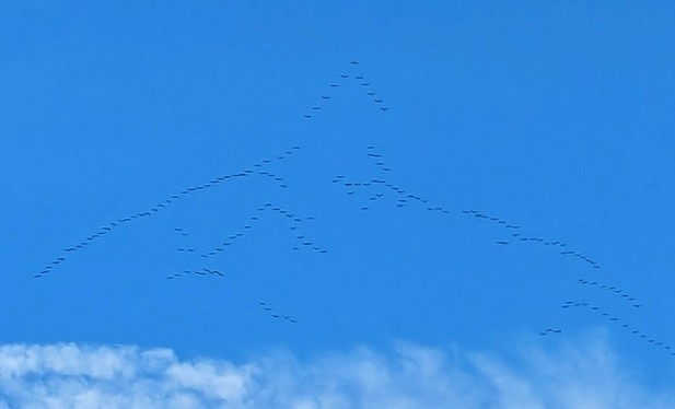 Vor blauem Himmel - Gänse im Formationsflug, die fast die Konturen eines Flugzeugs bilden