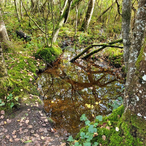 Neben dem Weg moorwasser mit Moos Pflanzen und Bäumen 