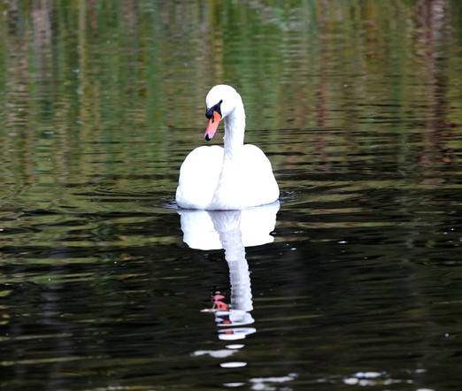 Höckerschwan