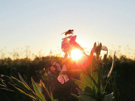 Die Sonne ist am Untergehen hinter einem Feld. Im Vordergrund ein paar Blüten, obendrauf eine Wespe, wahrscheinlich.