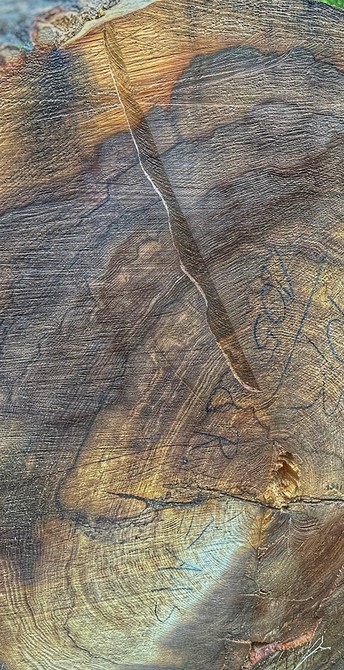 A close-up of a cross-section of a tree trunk, showcasing its intricate wood grain patterns, color variations, and a visible crack. Some markings are faintly visible on the surface.