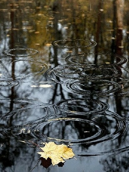 Gelbes Ahornblatt im Teich, Tropfen ziehen viele Wasserkreise. Oberhalb spiegeln sich bunte Bäume im Wasser.