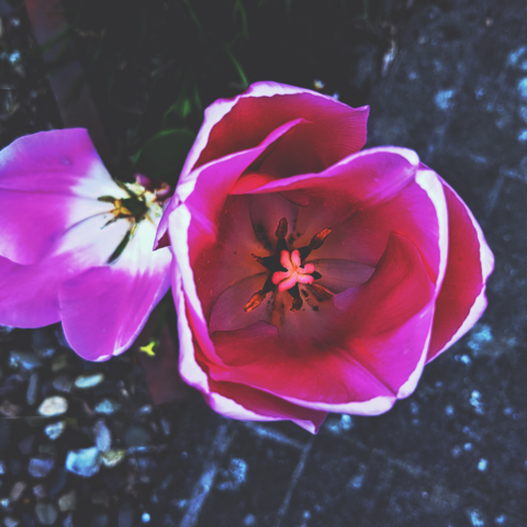 Das Bild zeigt eine Blüte von oben. Sie hat an den Blättern einen markanten hellen Rand.