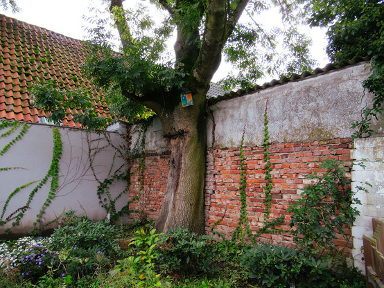 Eine Eiche wächst ganz dicht an einer Mauer aus rotem Klinker. Sowohl die Mauer als auch der Baum sehen etwas mitgenommen aus. Davor ein leicht verwilderter Garten.