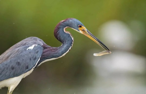 Das Bild zeigt einen Reiher  in Nahaufnahme. Der Vogel ist im Profil zu sehen und hat den Kopf leicht nach unten geneigt, während er einen kleinen Fisch im Schnabel hält.