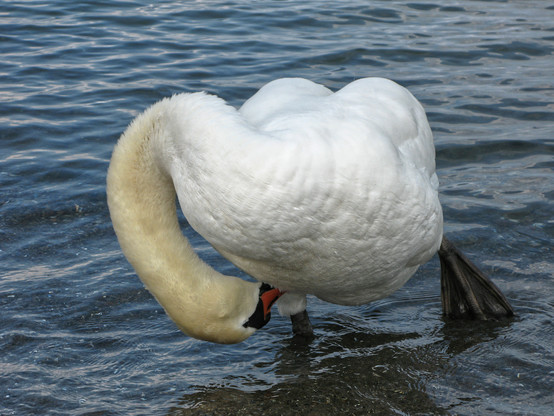 Ein Höckerschwan steht auf seinem rechten Bein im flachen Wasser. Das linke Bein streckt er nach hinten, um das Gleichgewicht zu halten, während er unter seinen Bauch schaut.