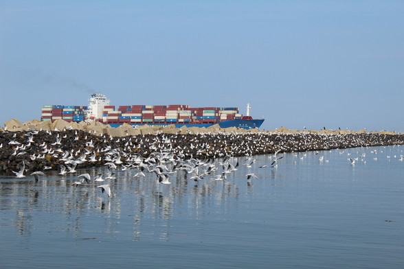 Ein Schwarm Möwen startet vom Wellenbrecher und fliegt über das Meer.
Hinter dem Wellenbrecher fährt ein großes Kontainerschiff.