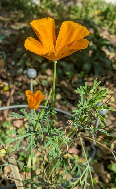 eine geöffnete und eine sich öffnende Blüte von orangem kalifornischen Mohn im Vorgarten 