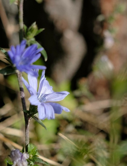 eine helllila blühende Wegwarte steht am Waldrand vor einem großen Kiefernbaum, von dem nur unscharf die Rinde erkennbar ist 