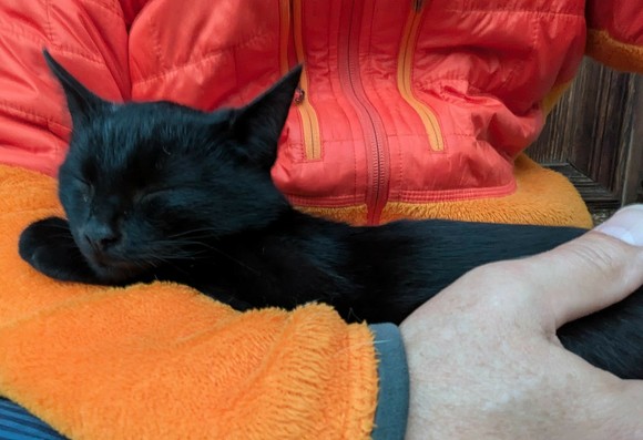 eine kleine junge Katze schwarze liegt im Arm auf untergeschlagenen Beinen.nDen Kopf auf die Pfote gelegt, die Augen geschlossen 