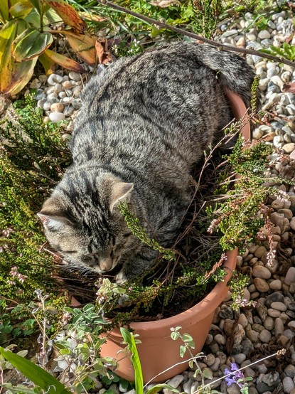 eine graugetigerte kleine Katze liegt in einem Blumentopf mit Erika (Heidekraut)