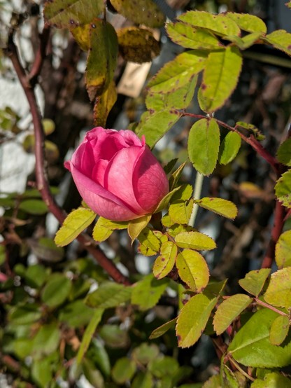 eine halb geöffnete rosa  Blüte einer  Kletterrose im Sonnenschein 